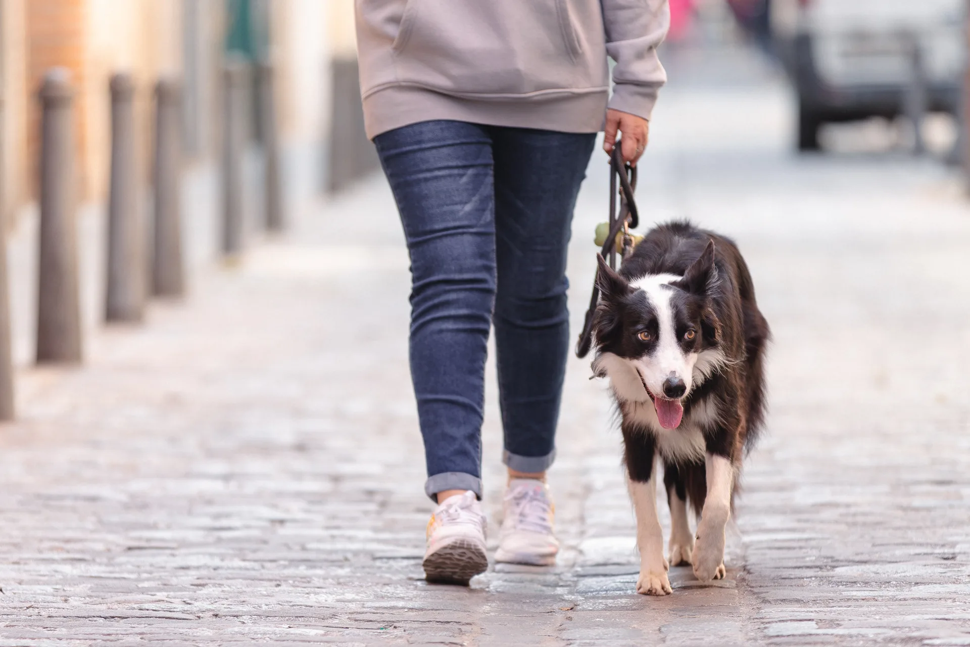 Paseo relajado con Border Collie en Barcelona - Adiestramiento para caminar sin tirones de correa - Empathy Dogs