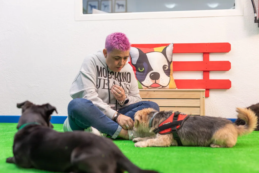 Adiestradora canina en Barcelona realizando socialización y educación con varios perros - EmpathyDogs