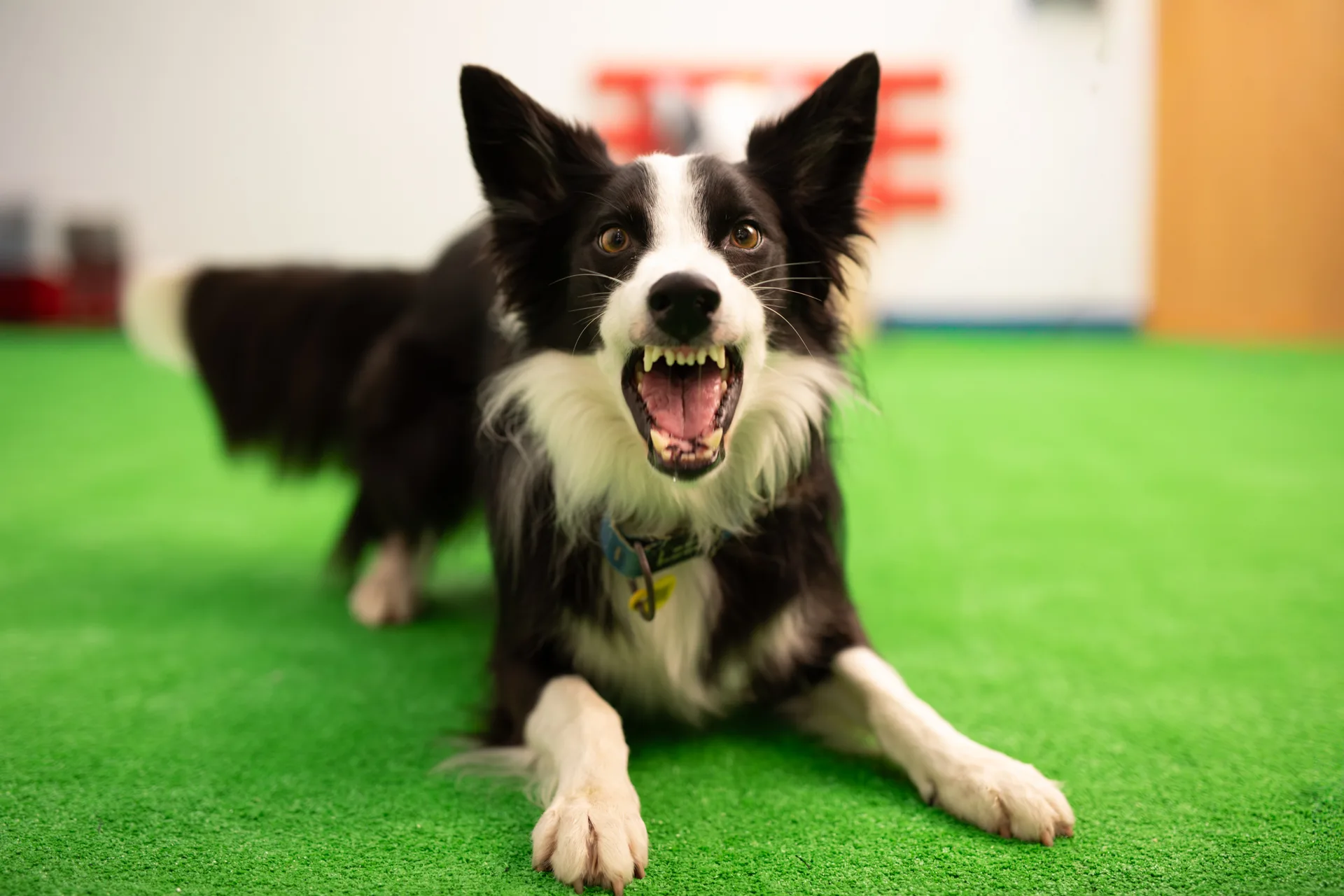 Educación canina Barcelona - Border Collie mostrando dentadura - Gestión de emociones intensas y lenguaje canino - EmpathyDogs