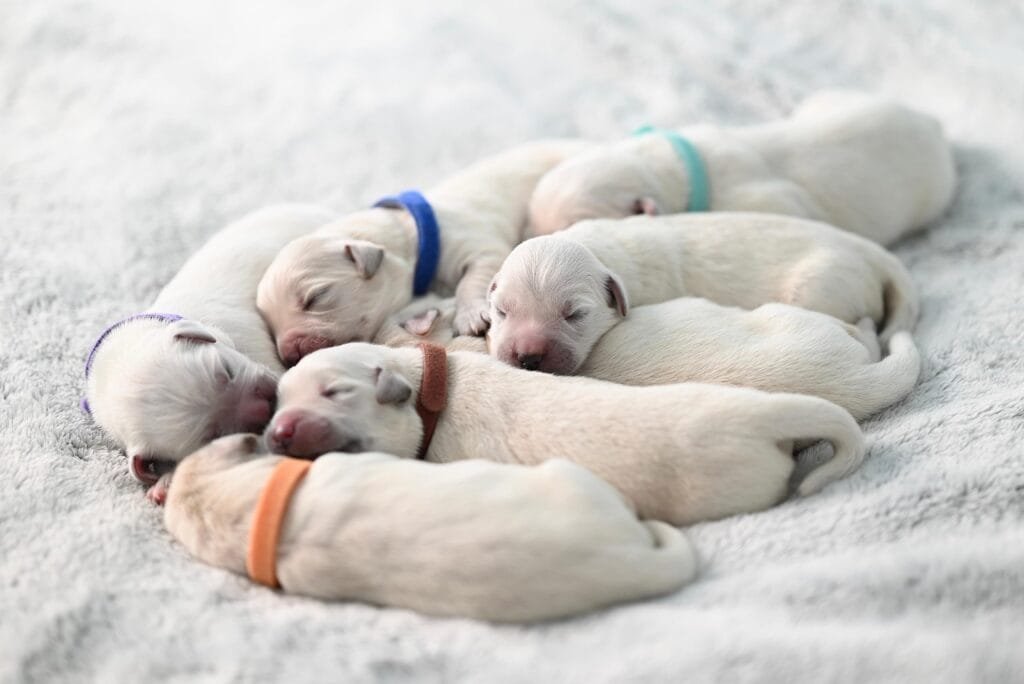 dogs, puppies, baby dogs, golden retrievers, animals, nature, canines, mammals, newborns