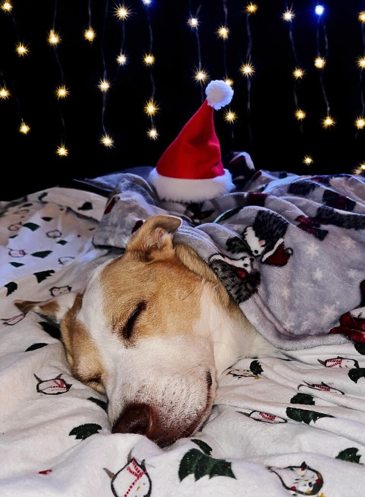 christmas, dog sleeping, dreaming of christmas, christmas eve, dog, animal, bed, pet, cozy, dreaming, sleeping