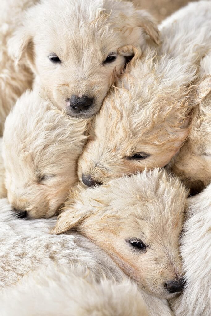 puppies, domestic animal, dogs, young, nature, small, group, animal, cute, white, mammal, love, animal portrait, portrait, pets, siblings, friends, protection, cuddle, huddled together, warm, children, born again