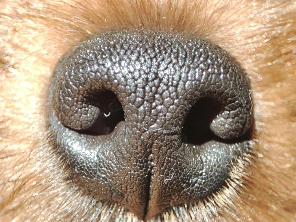 Primer plano detalle de la trufa de un perro, representando el sentido del olfato, el concepto de Umwelt y la importancia de olfatear en el paseo.